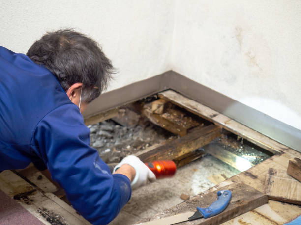 Office Mold Removal Services in Roosevelt Gardens, FL