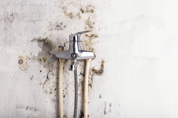 Best Mold Removal Near Me  in Roosevelt Gardens, FL