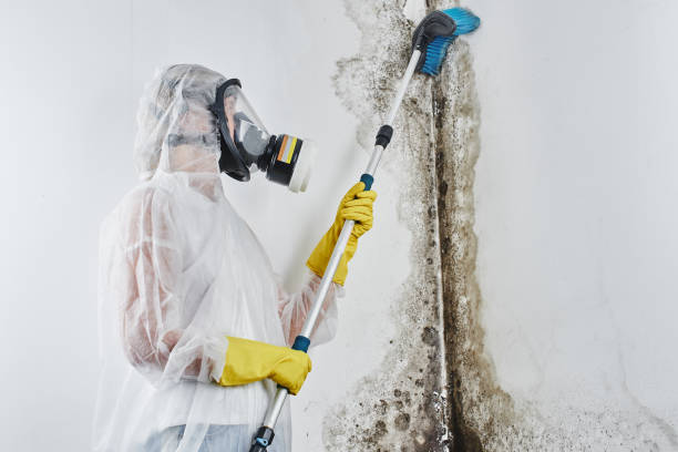 Best Attic Mold Removal  in Roosevelt Gardens, FL