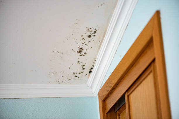 Crawl Space Mold Removal in Roosevelt Gardens, FL