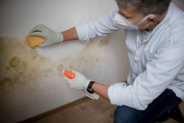 Best Residential Mold Removal  in Roosevelt Gardens, FL