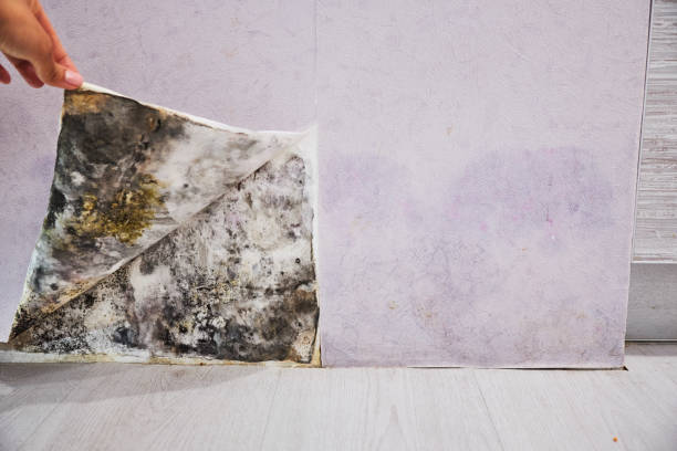 Best Attic Mold Removal  in Roosevelt Gardens, FL